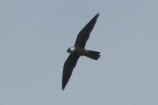 Falco peregrinus - Wanderfalke